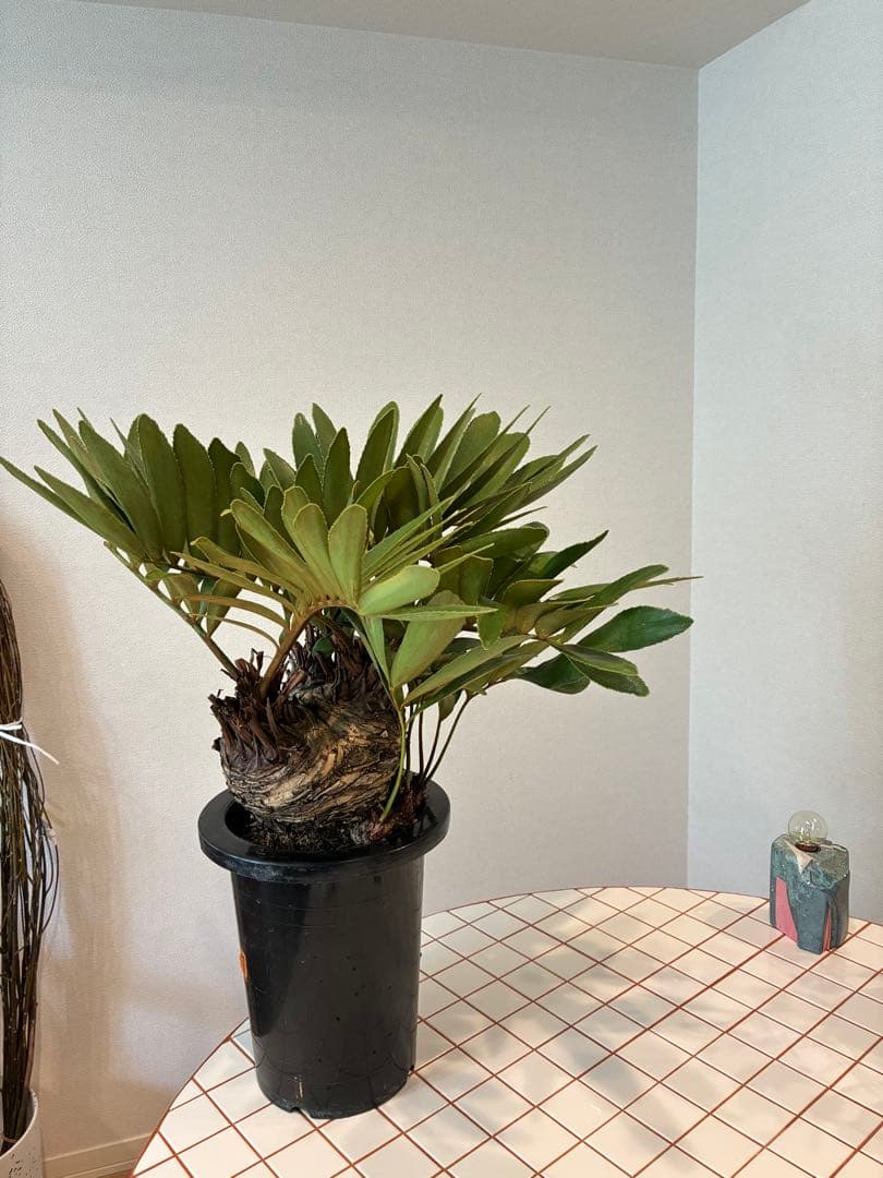 ザミア・フルフラセア　盆栽仕立て 【希少】 7号