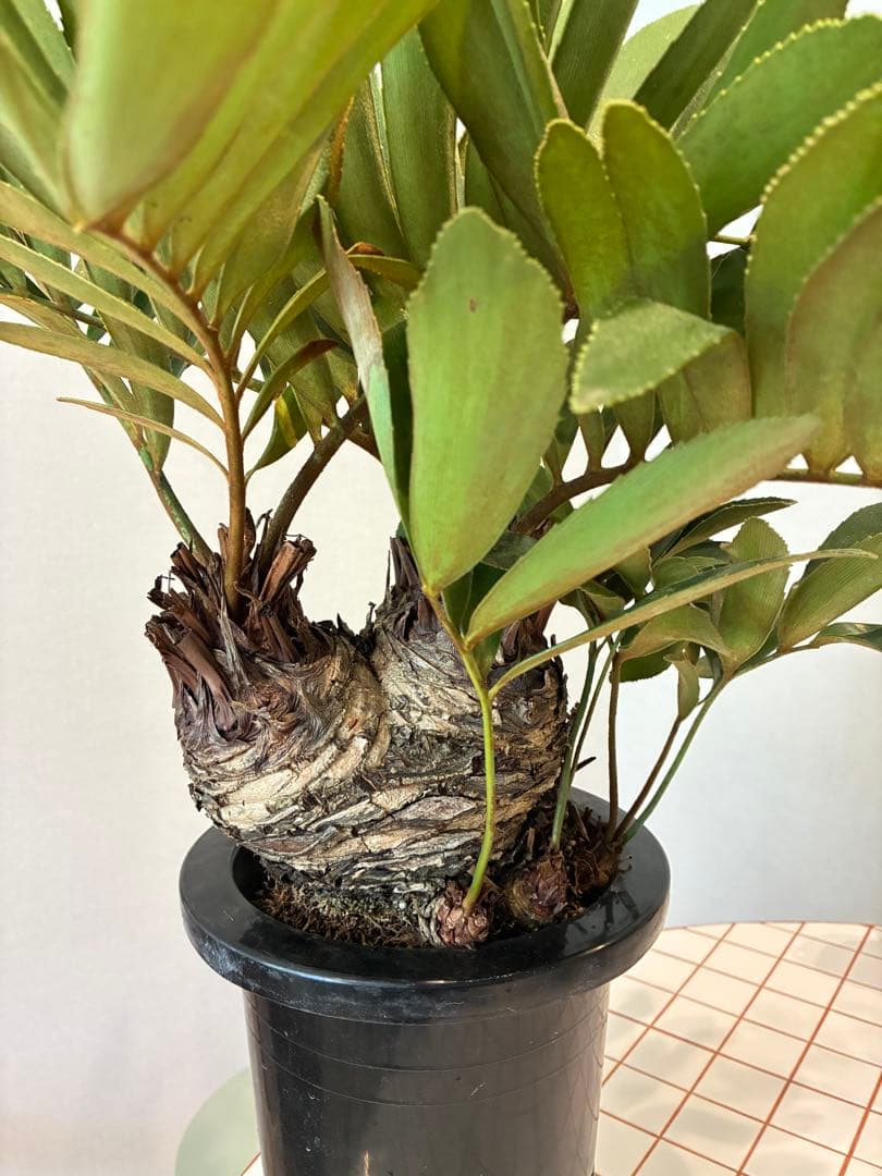 ザミア・フルフラセア　盆栽仕立て 【希少】 7号