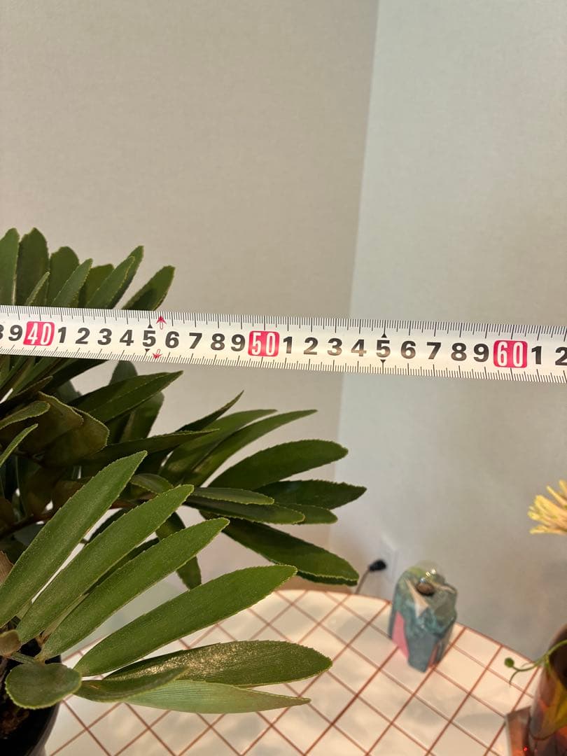 ザミア・フルフラセア　盆栽仕立て 【希少】 7号