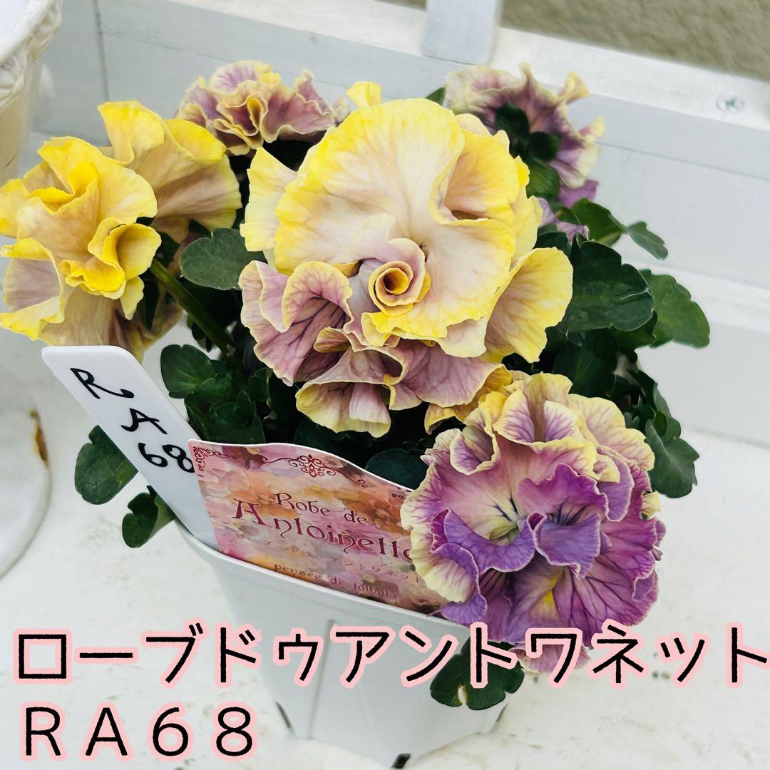 Mie さま　✼••セール中••✼ＲＡ６８♥サトウ園芸　ローブドゥアントワネット