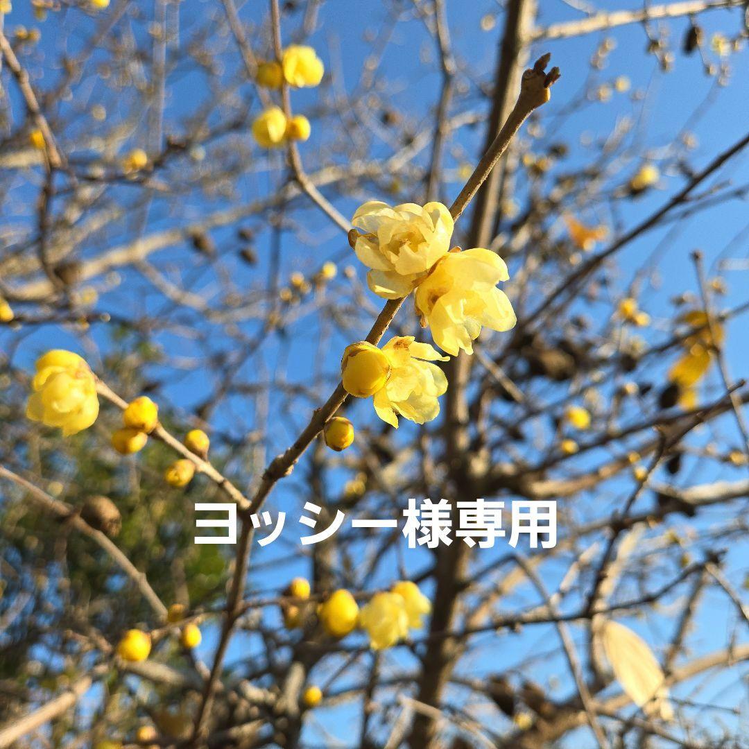 満月蝋梅の種