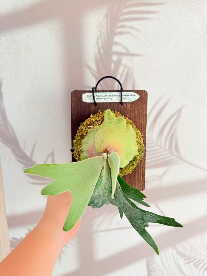 ビカクシダP. Celso x Yellow Moon スポア株