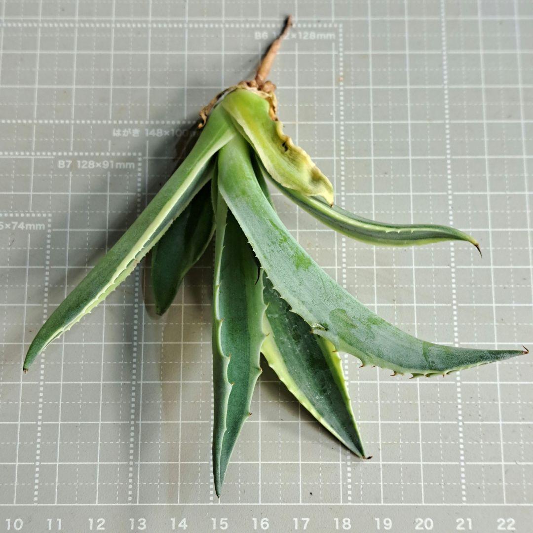 ★根付き大子株★オルカ★　アガベ　オバティフォリア　オルカ　②