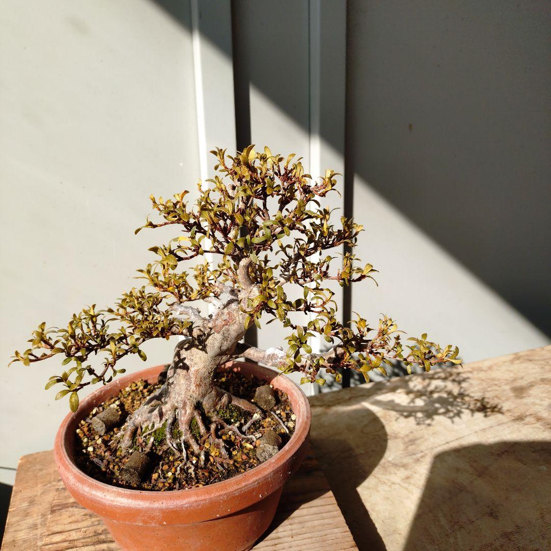 皐月盆栽　日光　高20cm