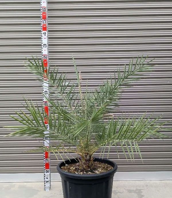 シルバーデーツパーム　シルベストリス　大苗　ヤシ