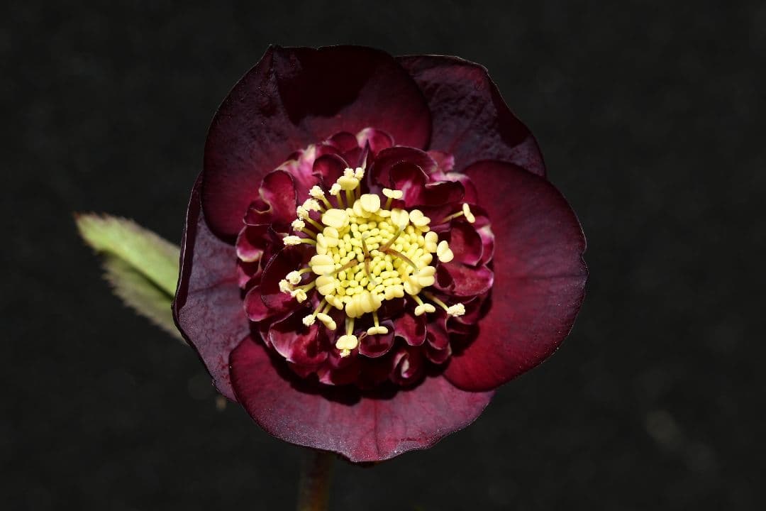 クリスマスローズ　認定グロッシーモーリー　加藤農園