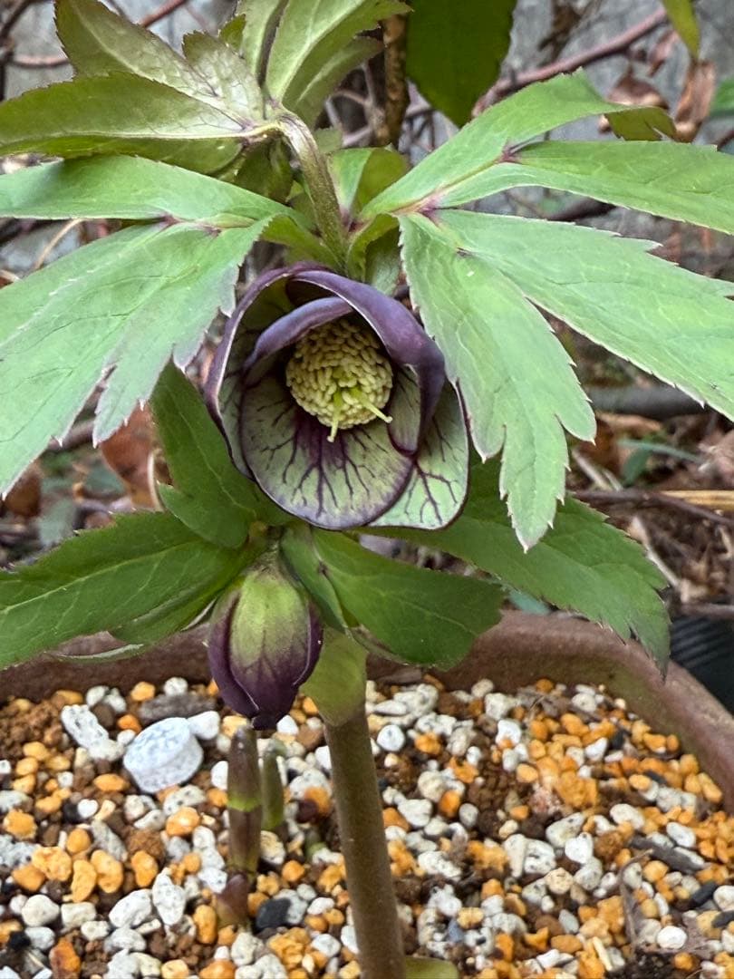 ガ*ル様 クリスマスローズ　原種トルカータスベイン