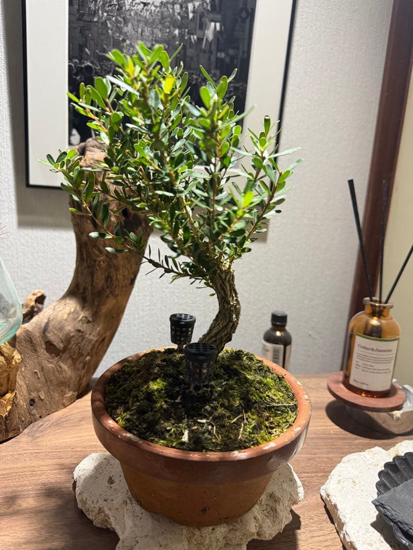 沖縄産　台湾ツゲ