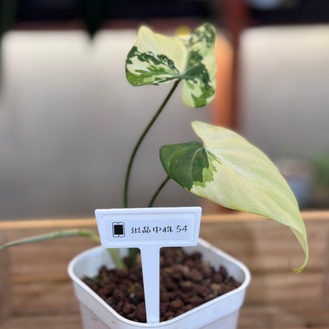 し*ち様 54 S&P フィロデンドロン　グロリオーサム　斑入り　トリカラー