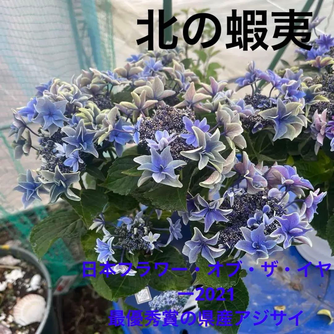 八重咲きアジサイ パープルブルー月虹