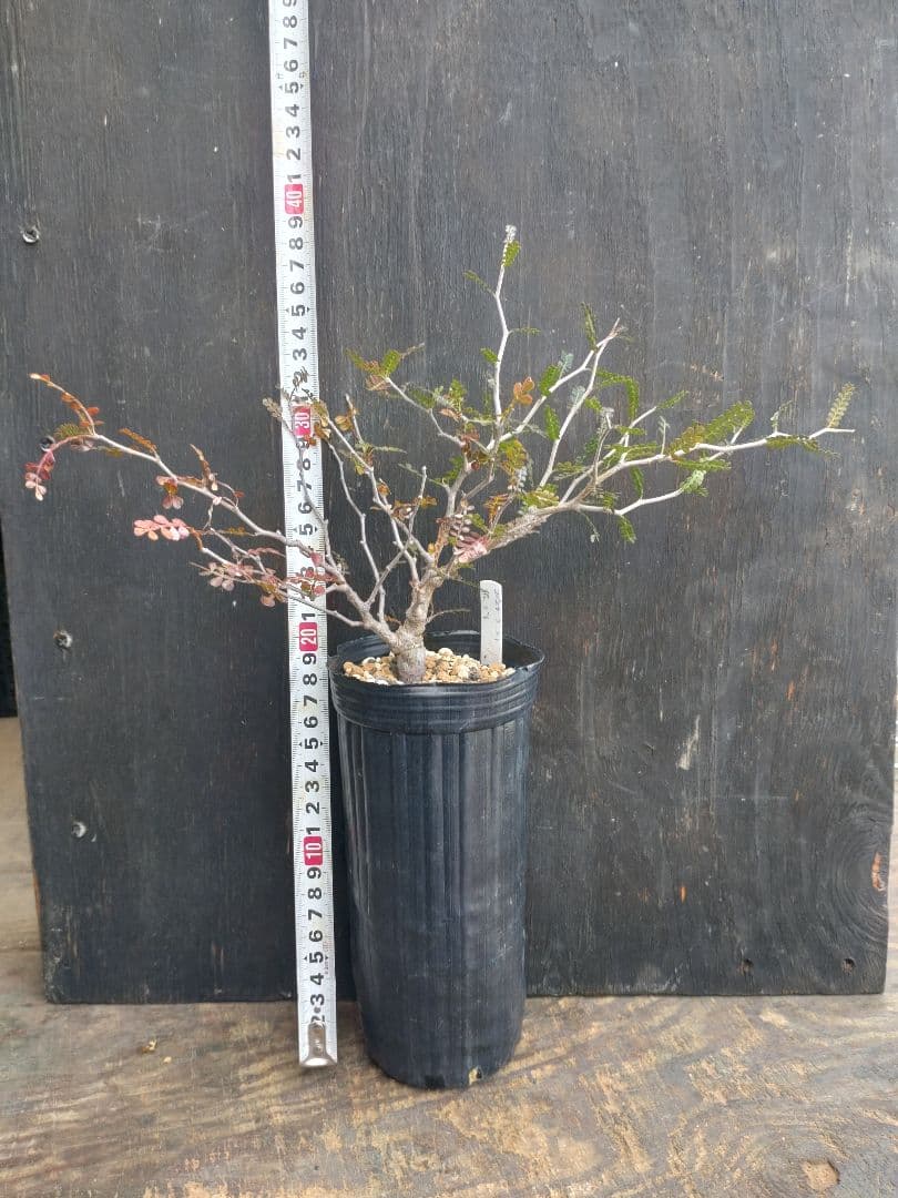 オペルクリカリア　パキプス　根挿し　鉢付き