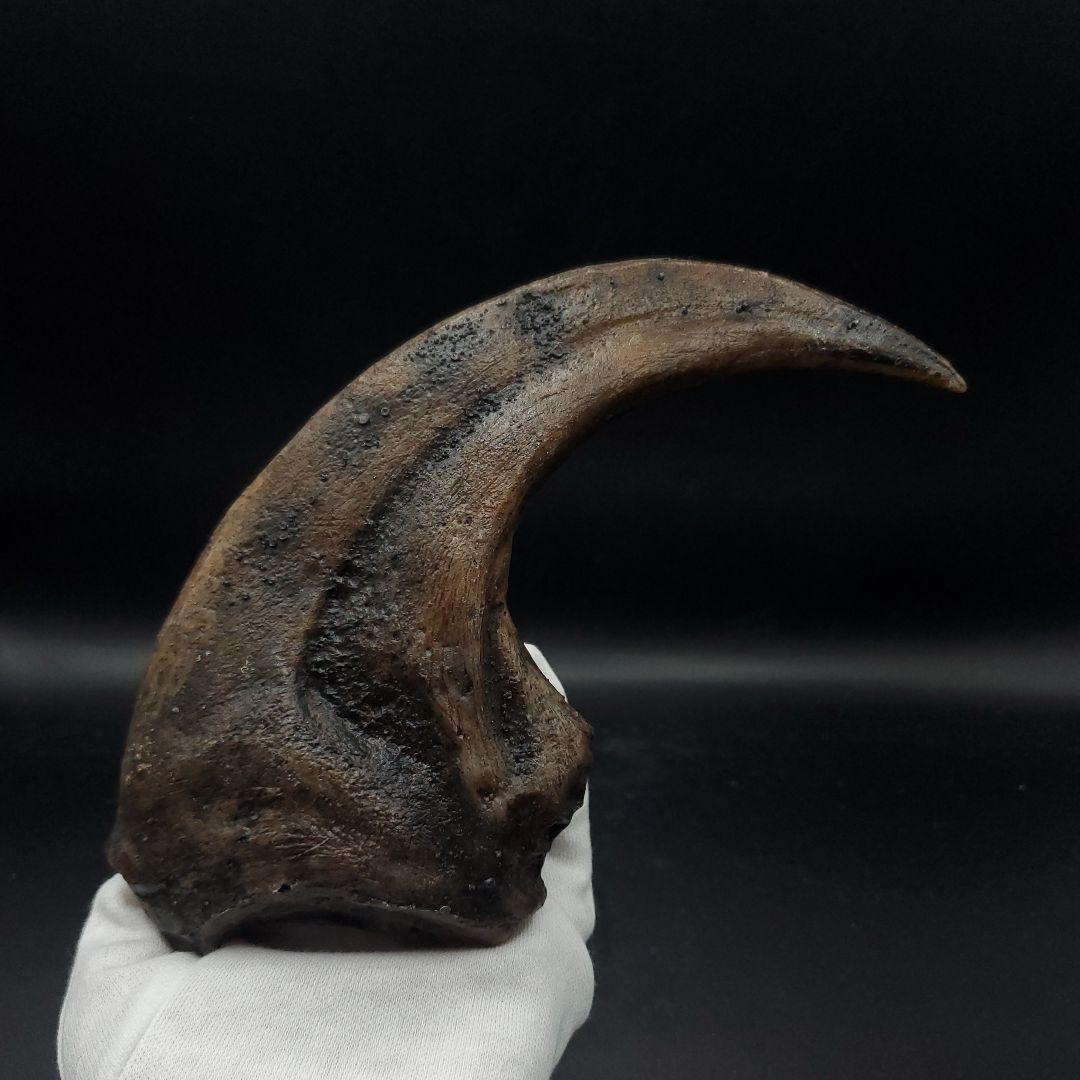 アロサウルス 爪 化石 レプリカ 約176.10mm  arr15