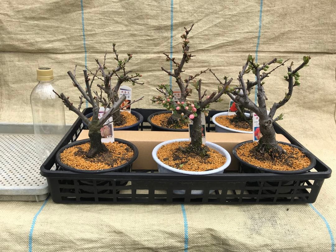 木瓜(ボケ)・放春花　5寸　6品種セット③