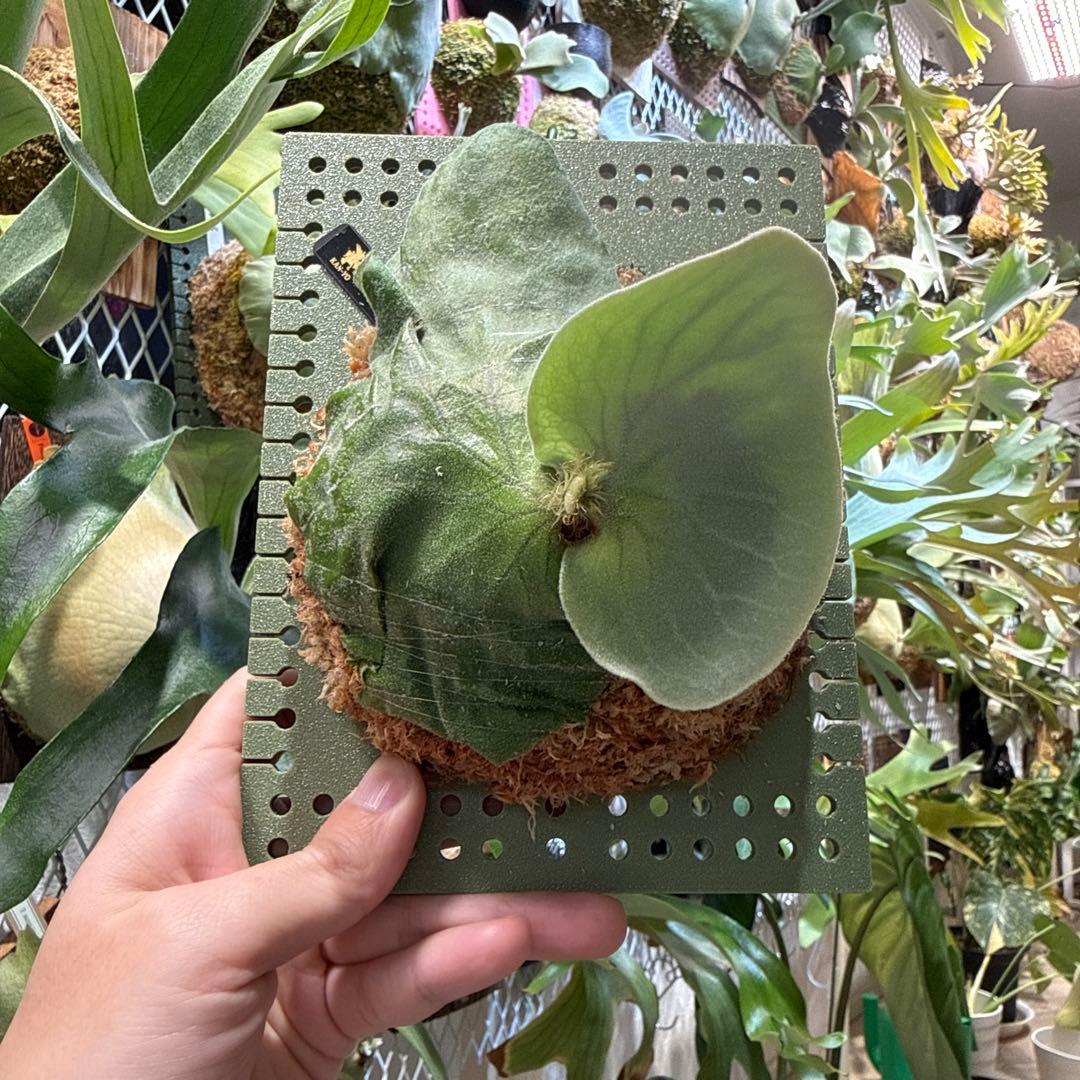 ビカクシダ P.antis pup