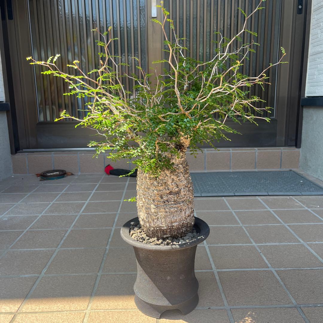 オペルクリカリア　パキプス　　鉢付き