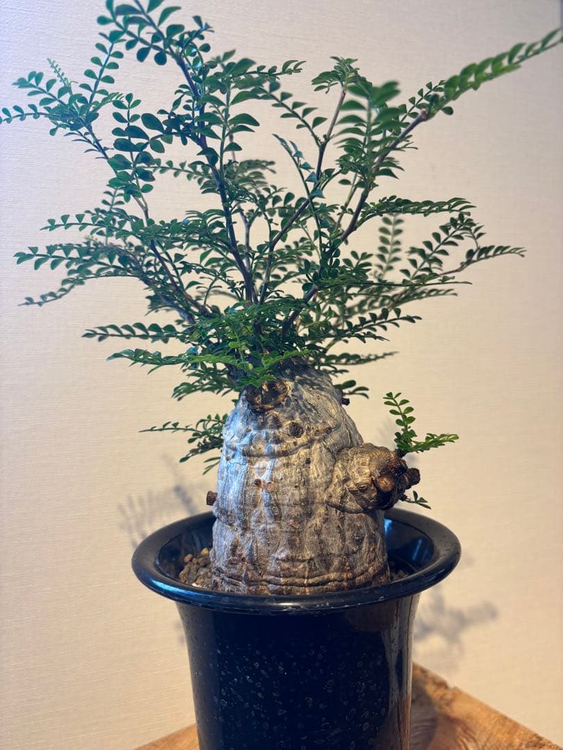 値下不可　現地株　発根済　手乗り　白肌　 オペルクリカリア　パキプス　塊根