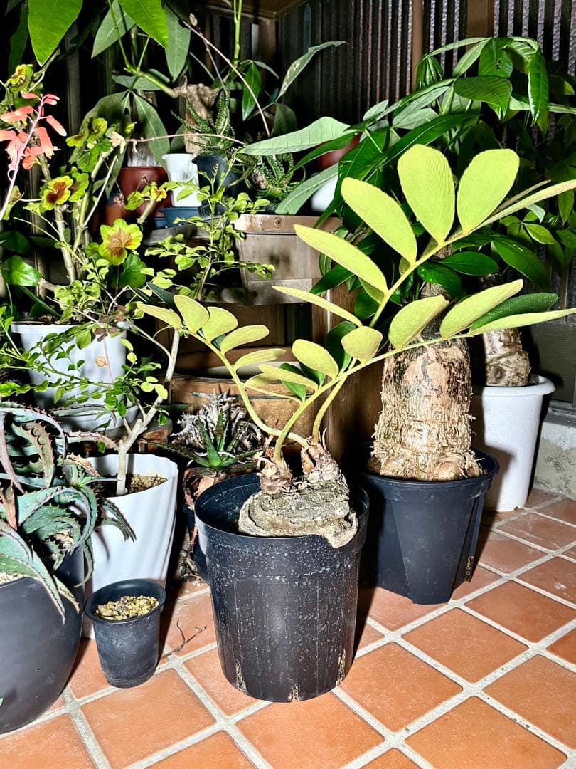 超！超！特良！ザミア５号 盆栽 懸崖仕立て 鉢ごと発送 観葉植物