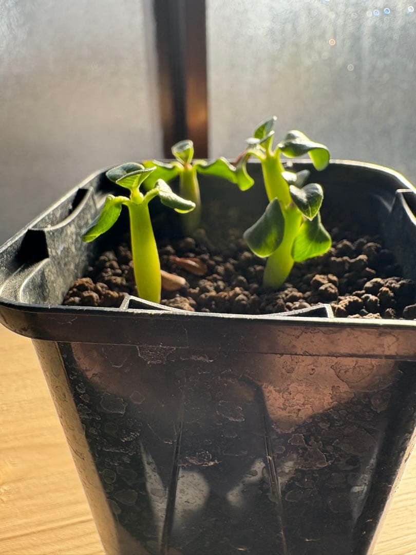 ウィンゾリー 国内実生株