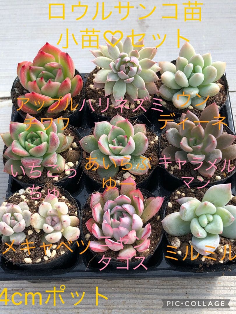 多肉植物 ロウルサンコ苗♡小苗セット