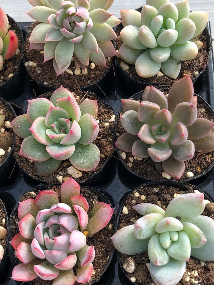多肉植物 ロウルサンコ苗♡小苗セット