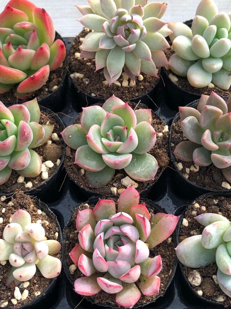 多肉植物 ロウルサンコ苗♡小苗セット