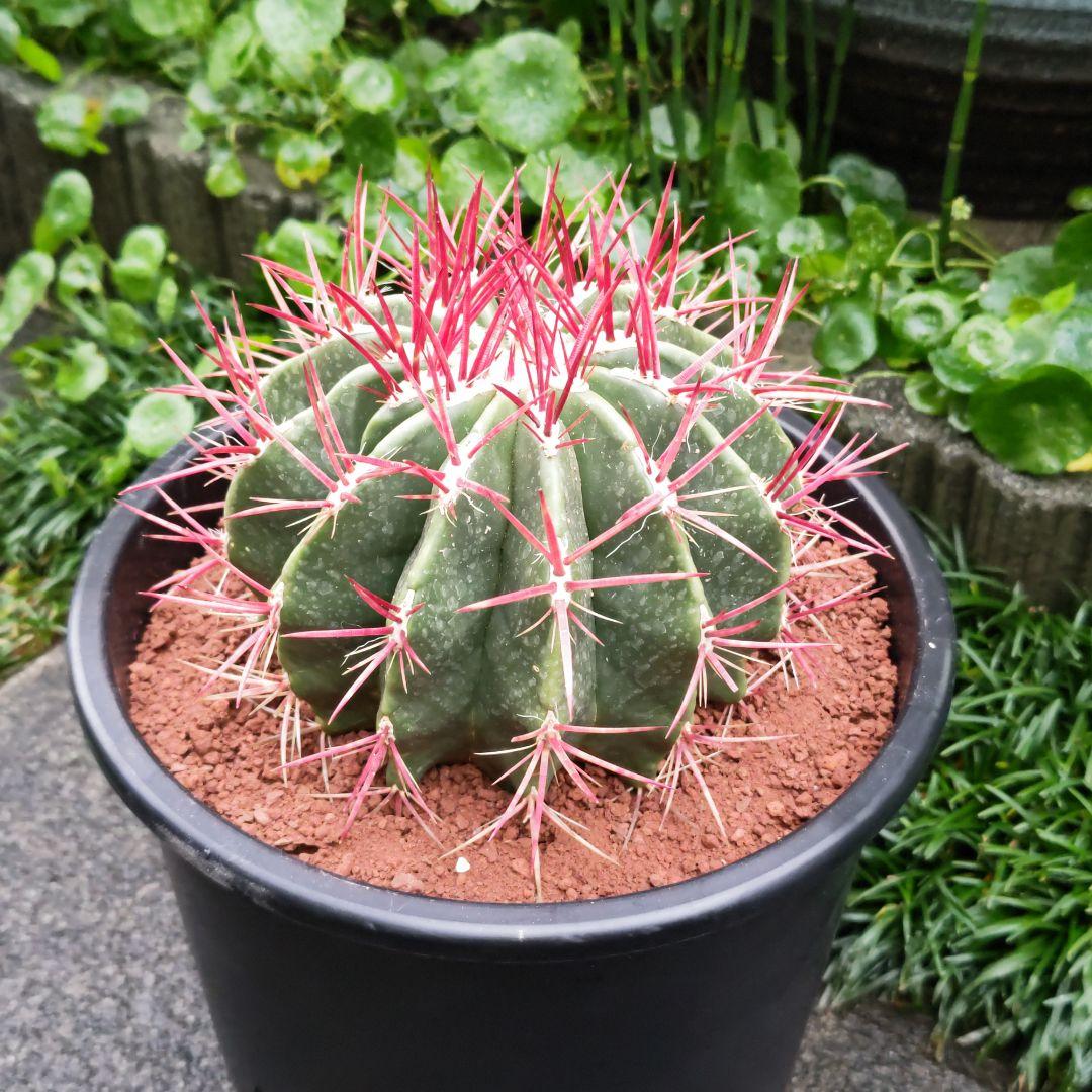 きのこページ　赤鳳8号　１点　と　金鯱４号　２点