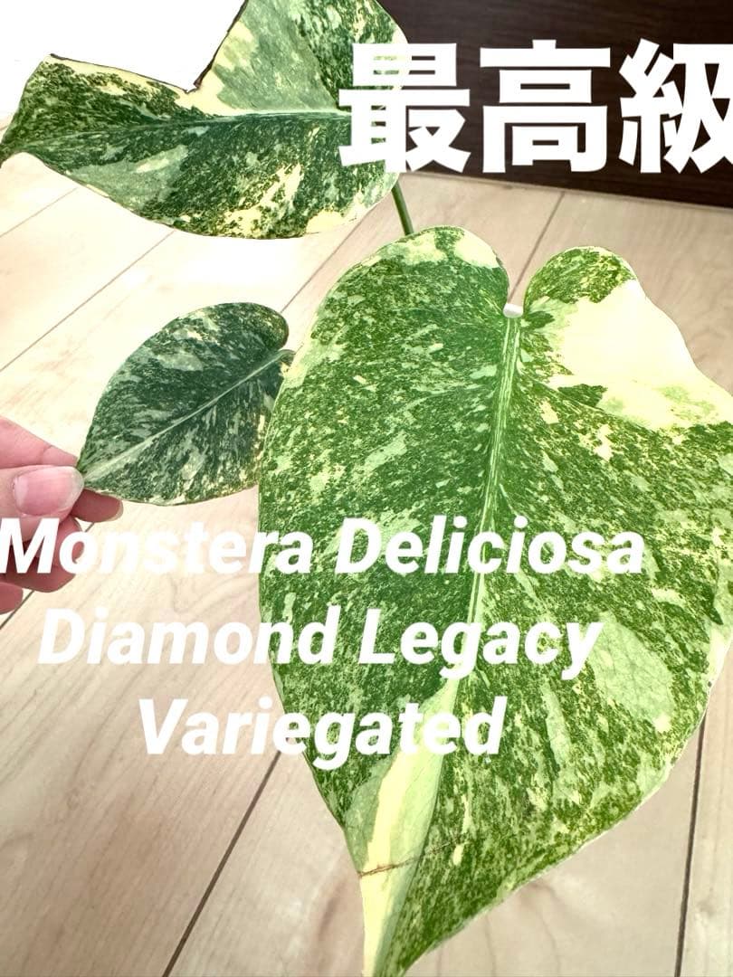 超希少　モンステラ デリシオーサ ダイアモンド　レガシー　斑入り