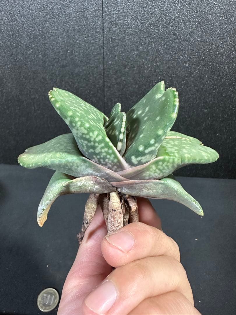 【ガステリア・恐竜特選苗　ムチムチの厚舌】