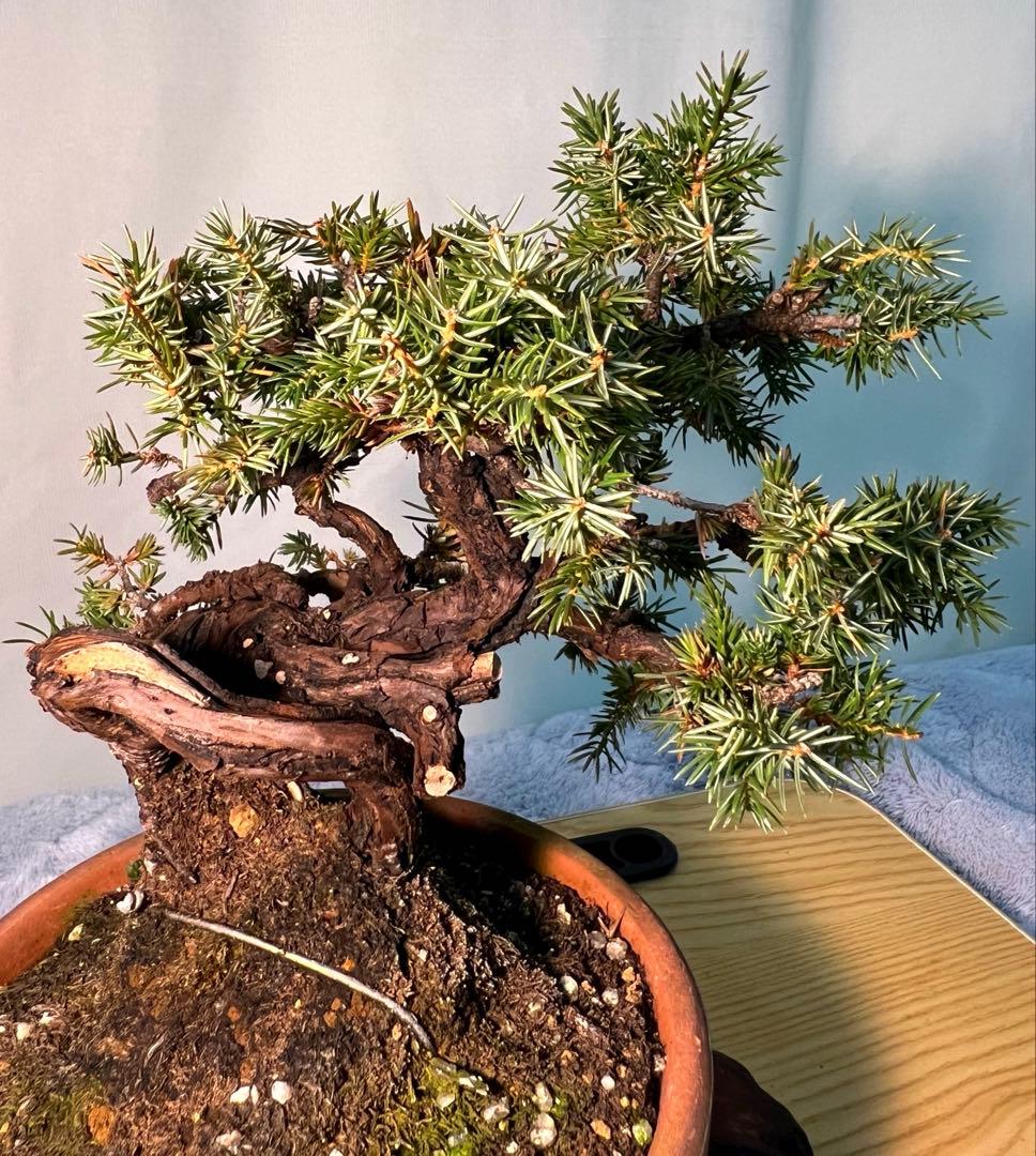 杜松　古木　変わり木