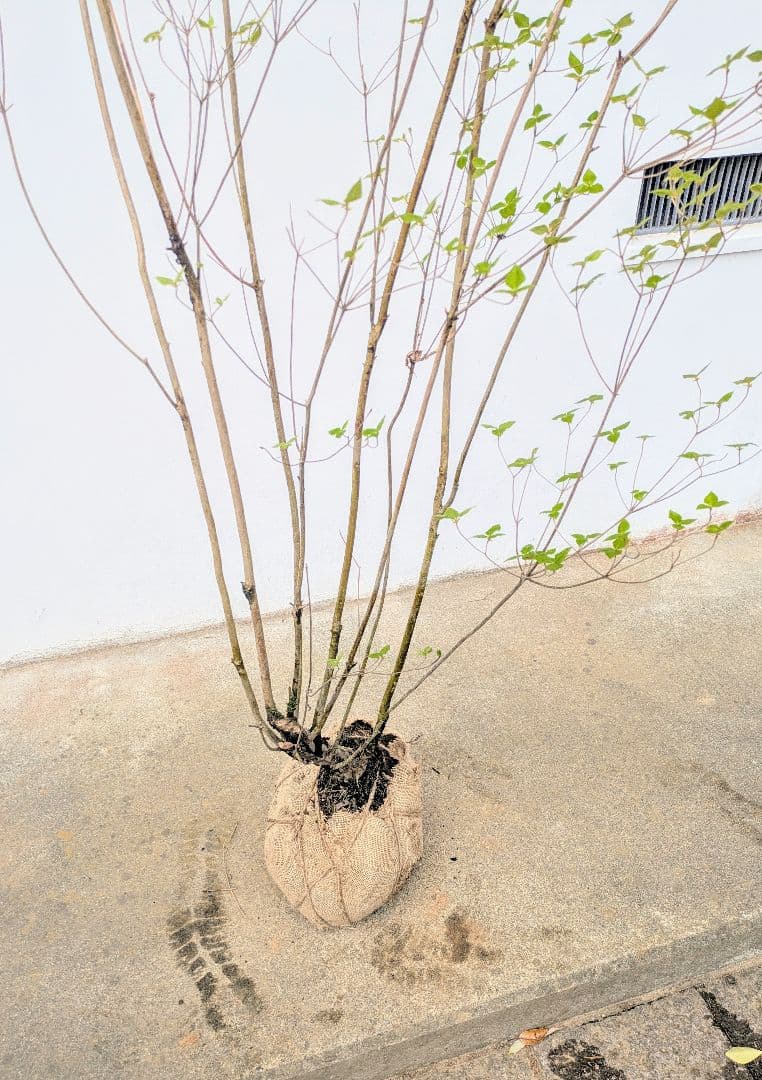 おちび、、、。その3