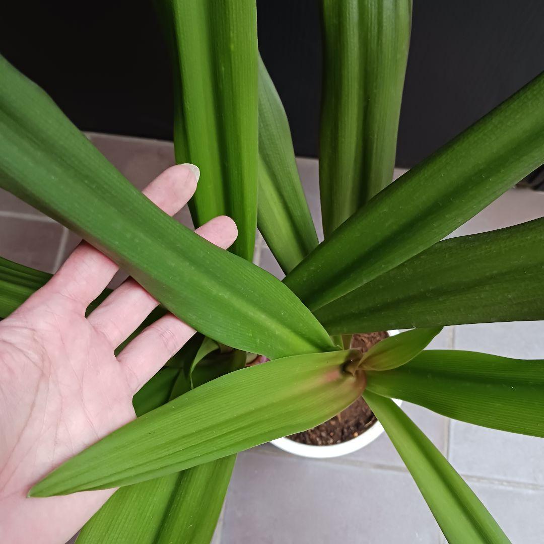 レア★5 ハマユウ　ハマオモト　6号　赤葉　銅葉