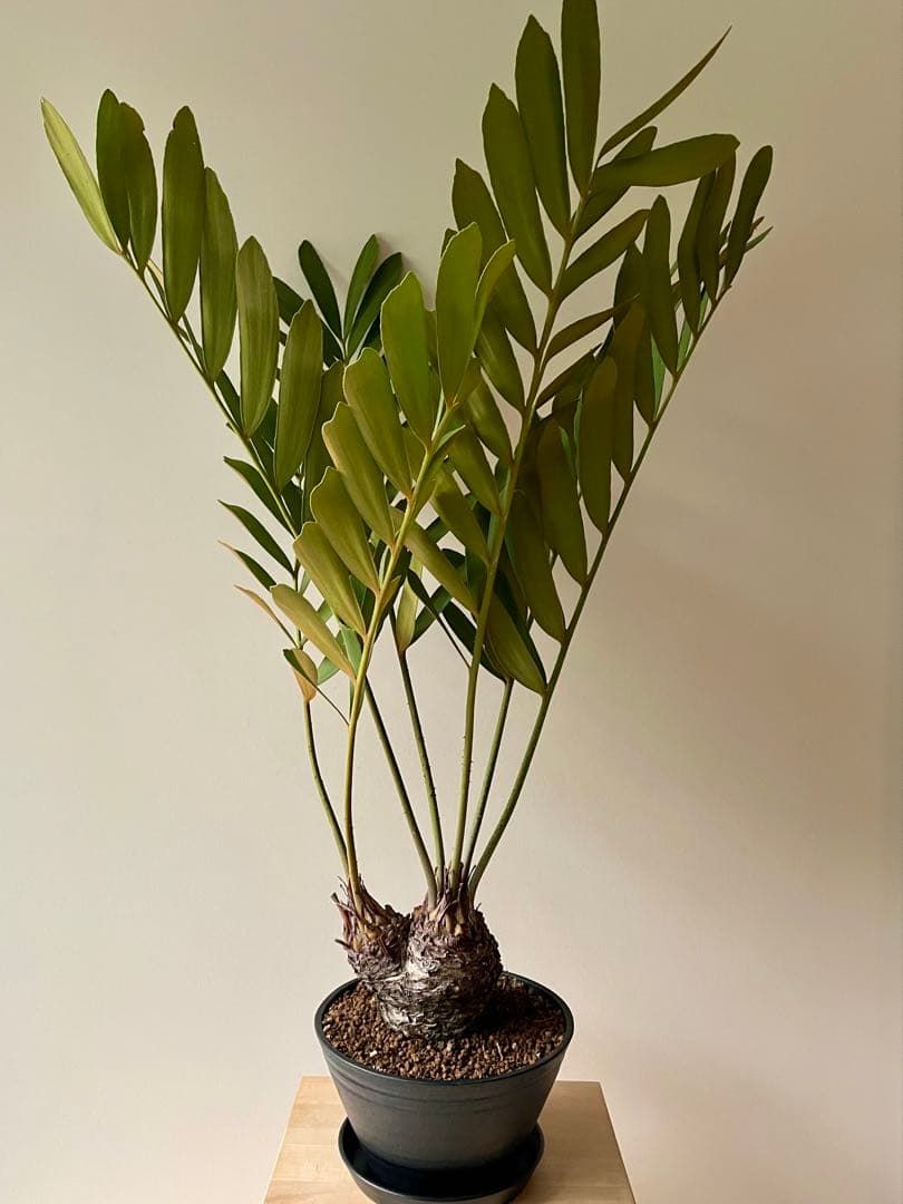 ザミア　フルフラセア　多頭　大株　希少　メキシコソテツ　ヒロハザミア