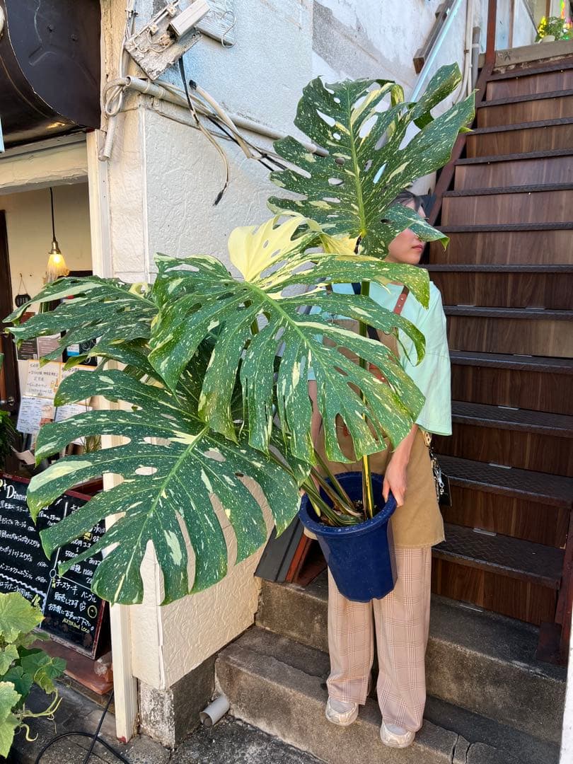 B*S様 現品モンステラ　デリシオーサ　イエローモンスター