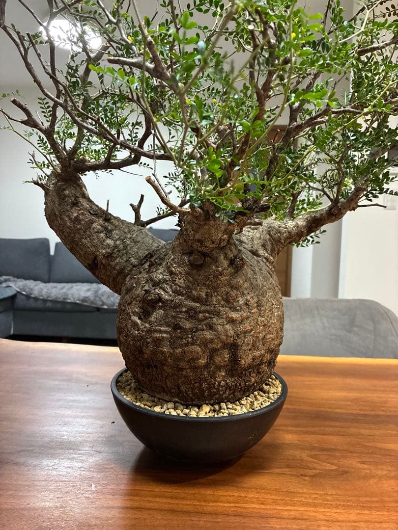 オペルクリカリア パキプス　発根済み　まん丸スペシャル株