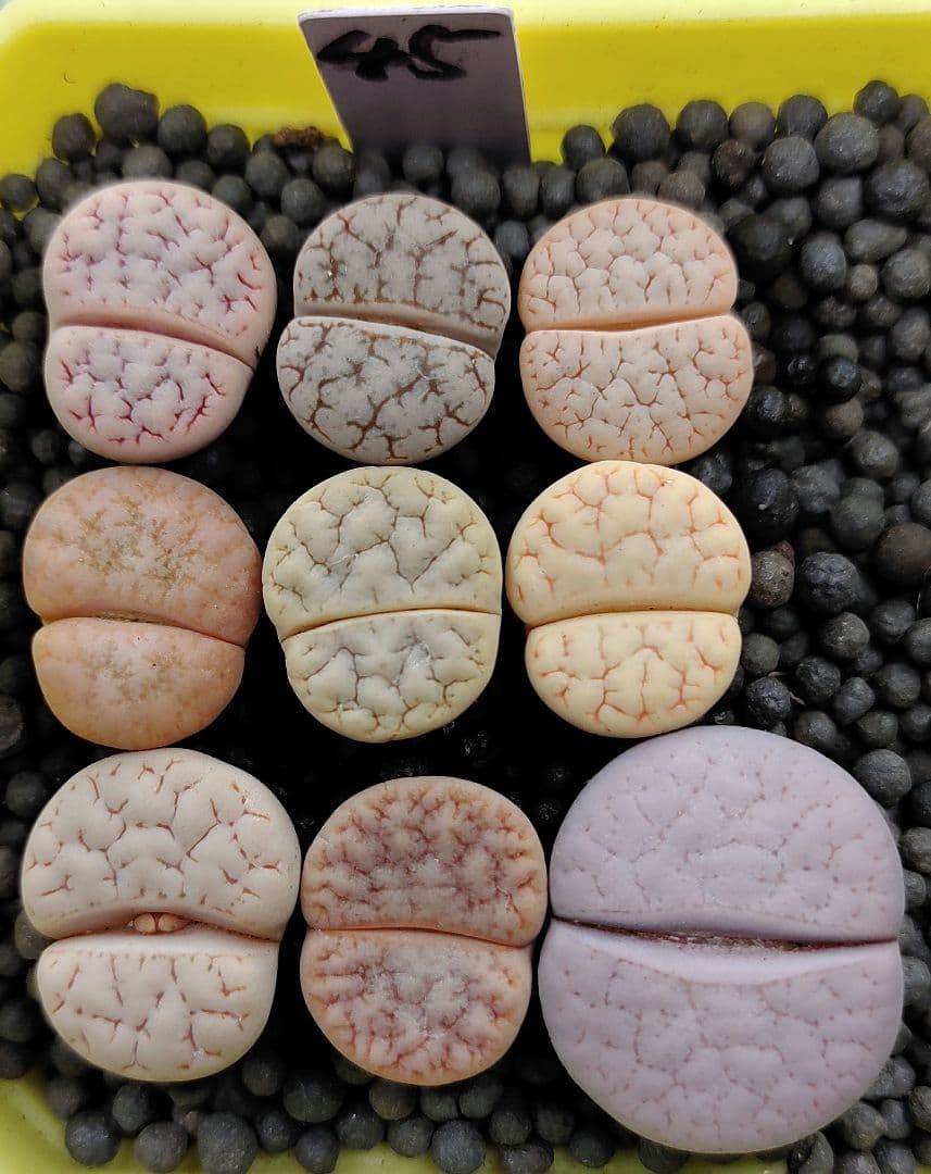 確認用　多肉植物リトープス/コノフィツム　荒玉系　コールナンバー付き各種　S45