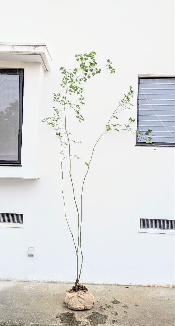 特価！清流の如く。山採りコハウチワカエデ。