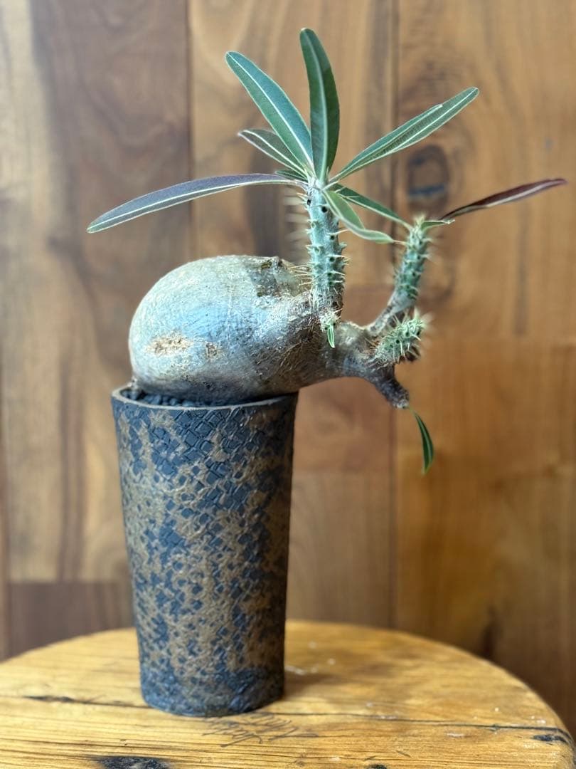 グラキリス【コレクション株】【発根済】【作家鉢】