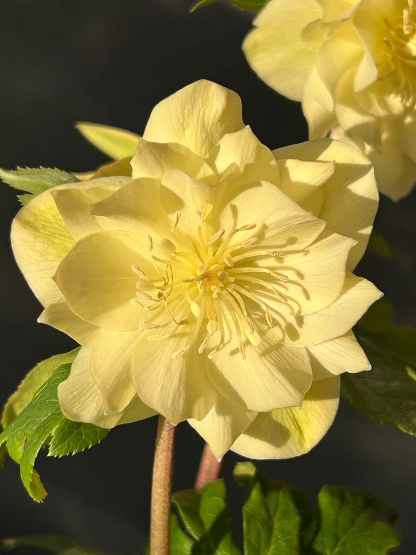 クリスマスローズ かぐや姫