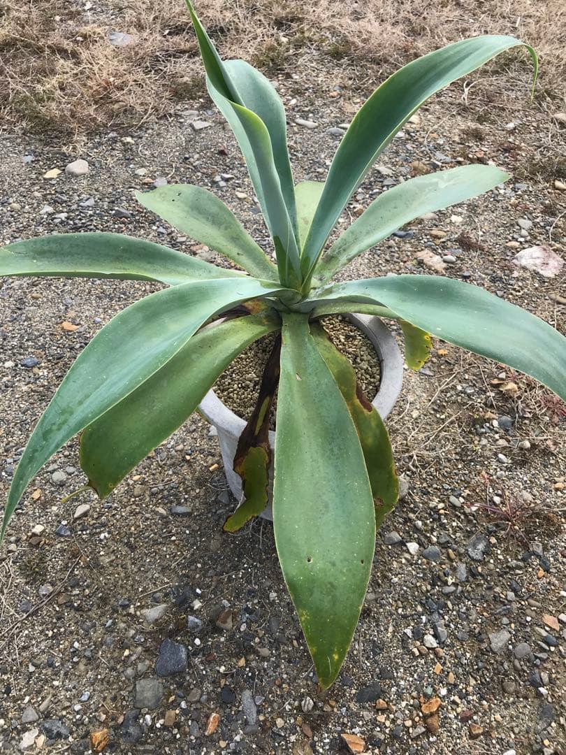 アガベ アテナータ ボーチンブルー　　大株