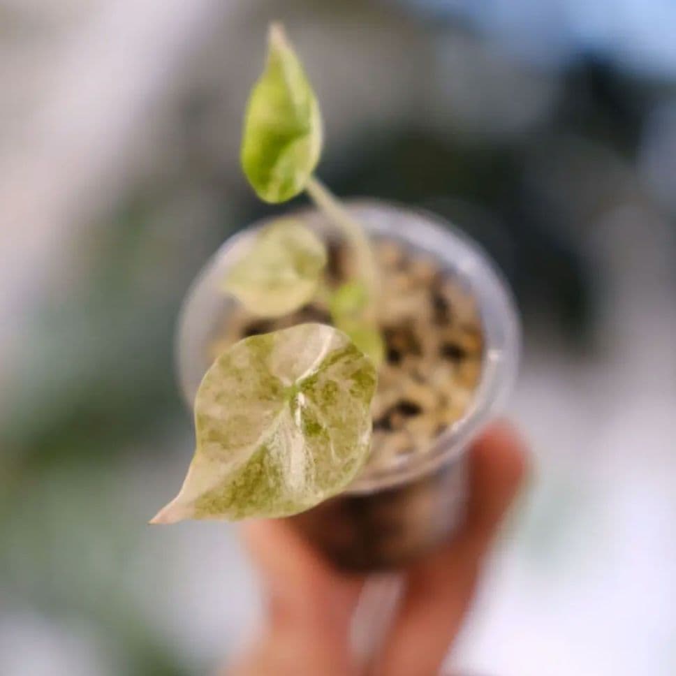 Alocasia cuprea pink var/ アロカシア クプレア ピンク