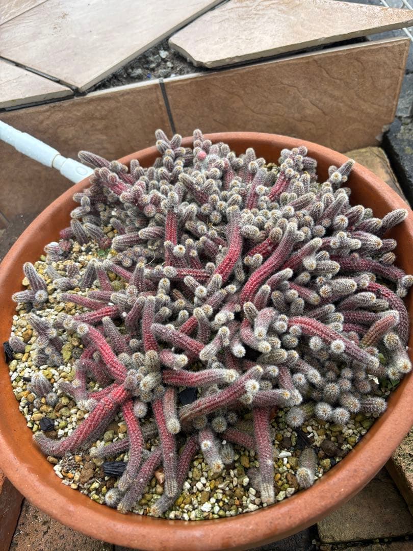 ビャクダン鉢の中全部