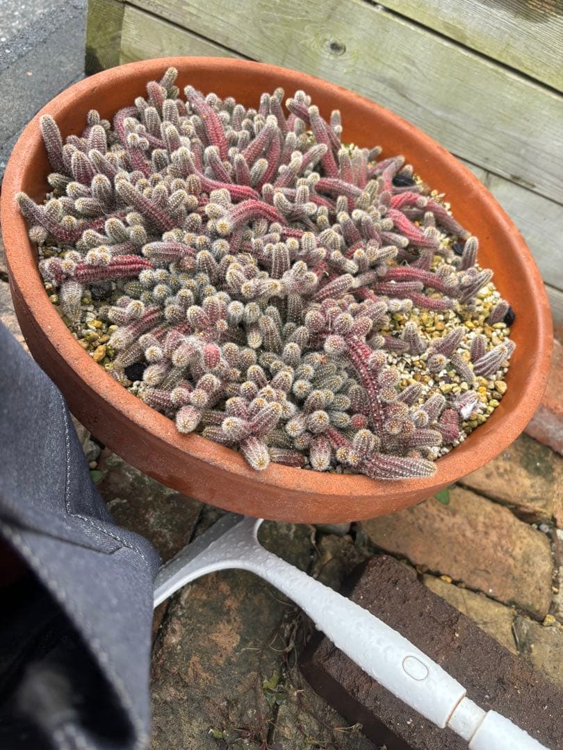 ビャクダン鉢の中全部