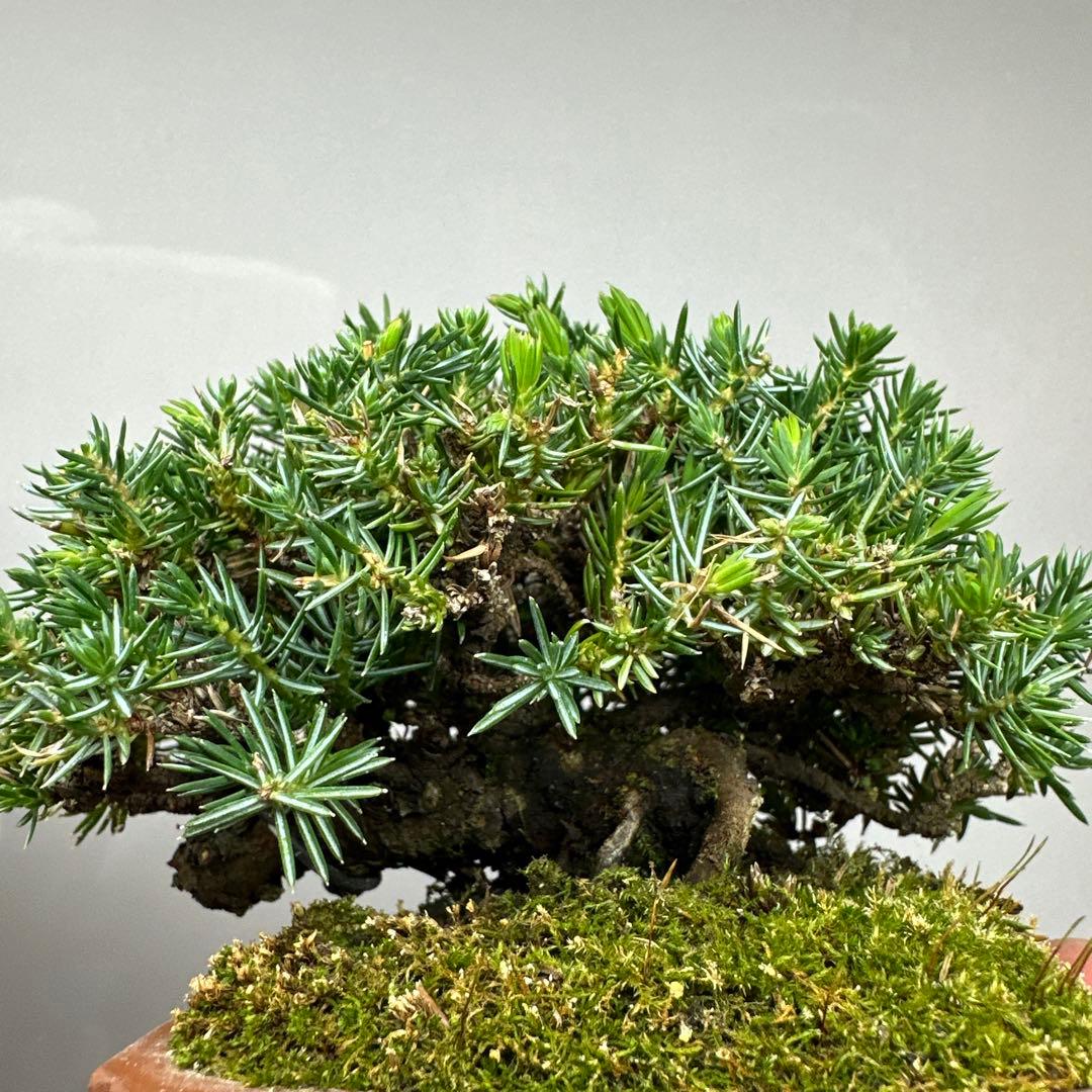 八房杜松　ミニ盆栽