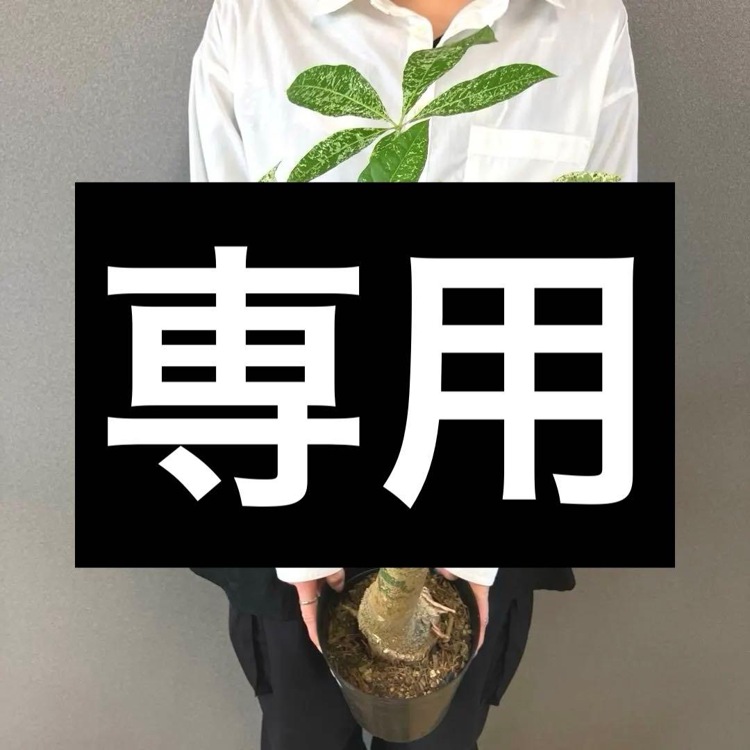 超希少❗️パキラ　ミルキーウェイ　接木✨