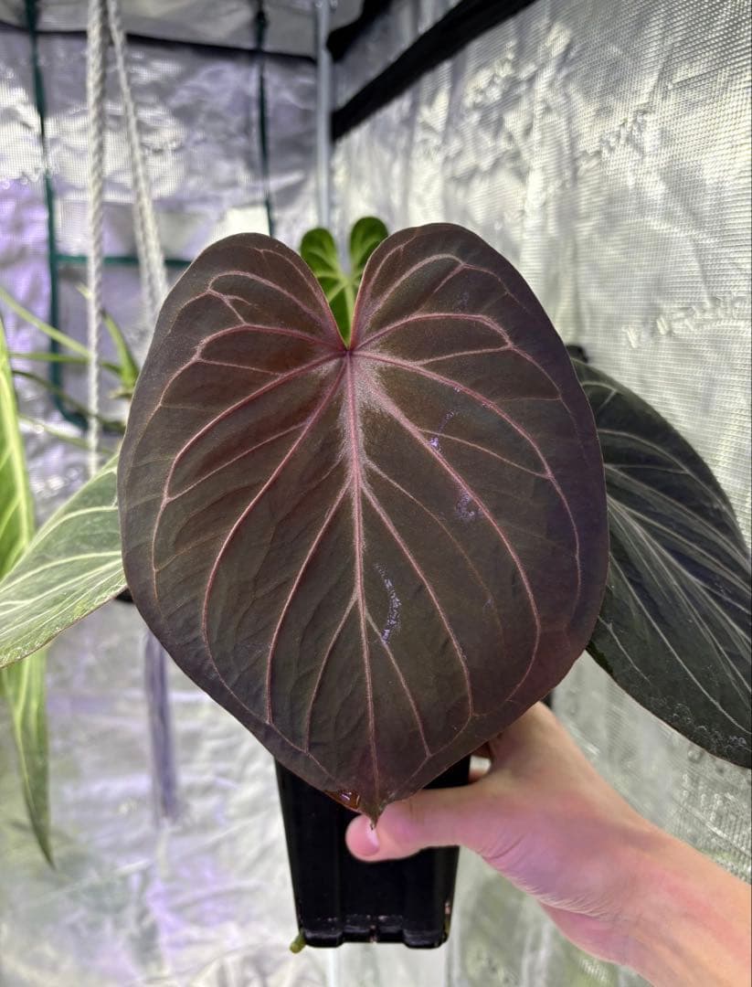 その他観葉植物 Anthurium 'King of Spades'