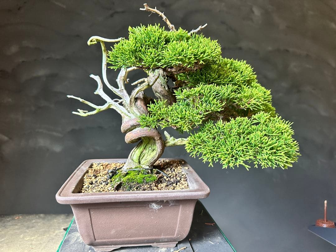 盆栽　糸魚川真柏　小品