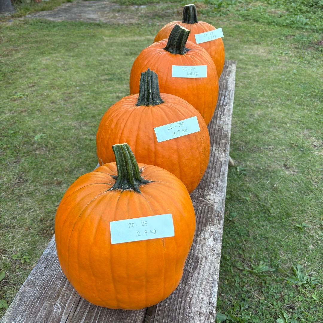 【A19c】ハロウィンかぼちゃ　本物