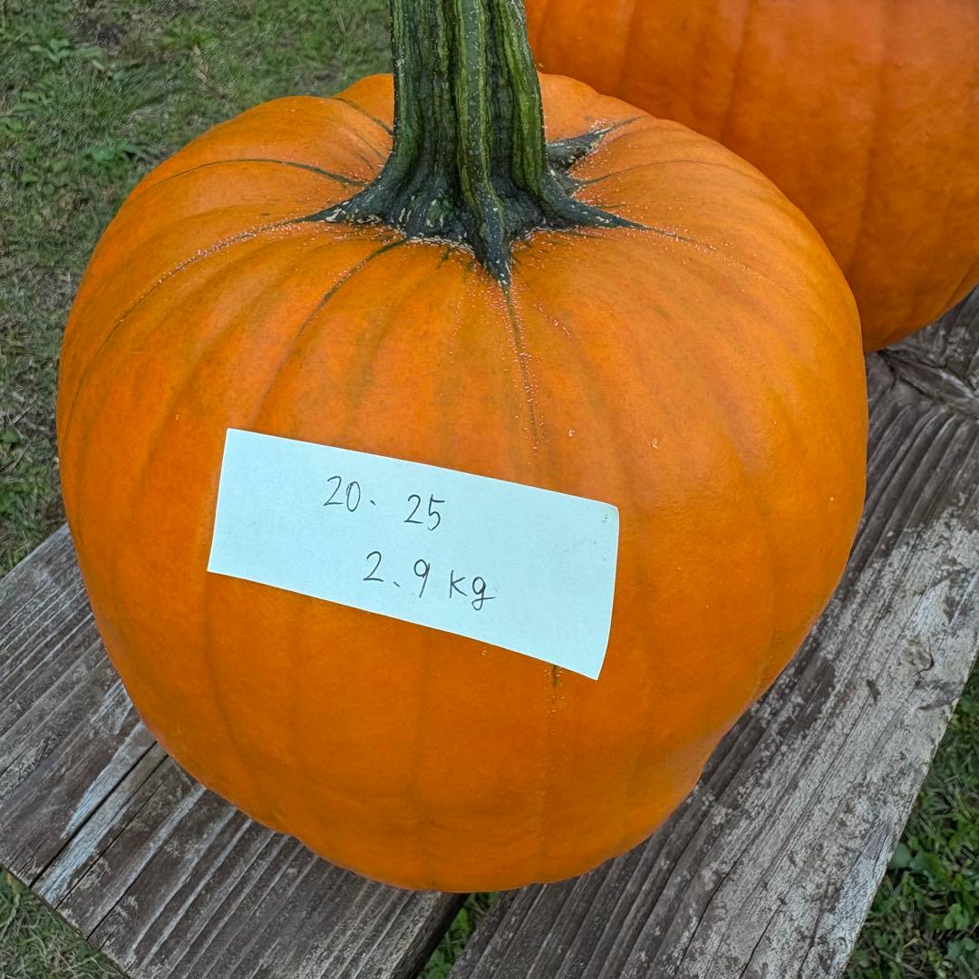【A19c】ハロウィンかぼちゃ　本物