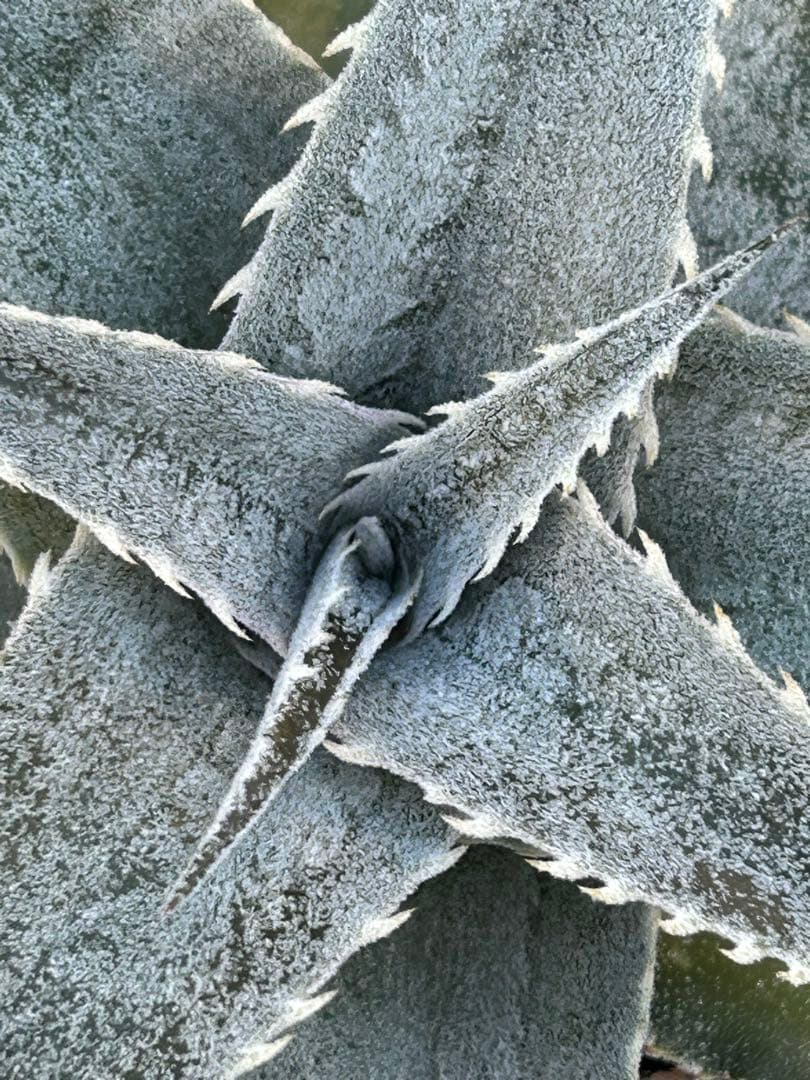 DBディッキア Dyckia marnier-lapostollei ⑵