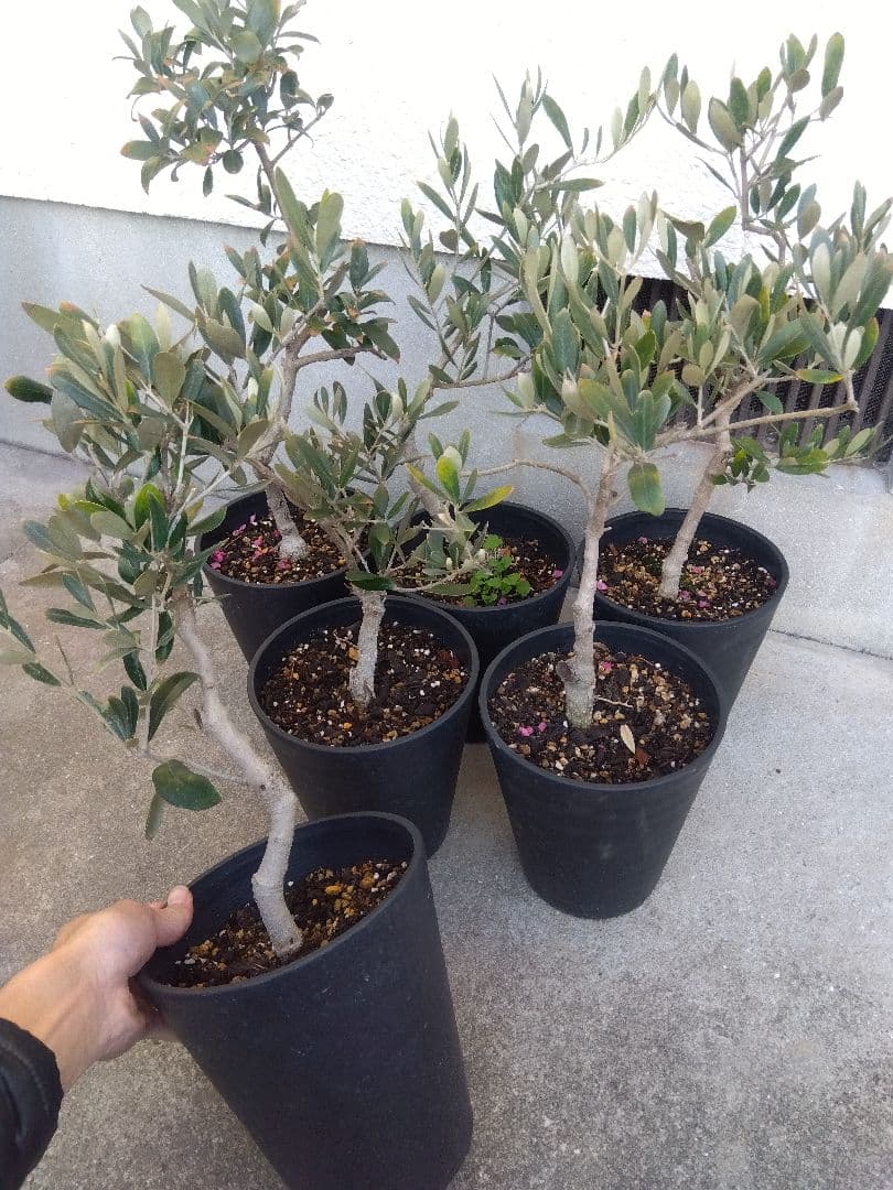 オリーブ　盆栽　古木　6号鉢つき　6鉢セット❗　あ